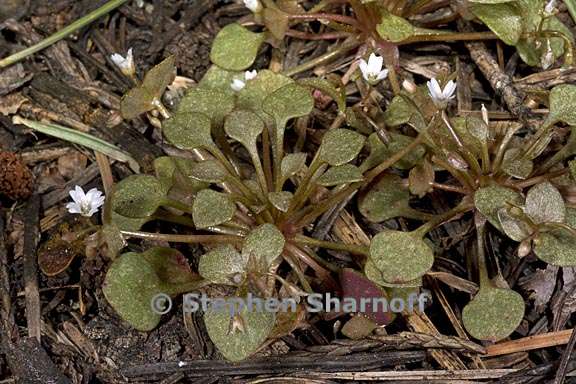 claytonia rubra ssp rubra 3 graphic